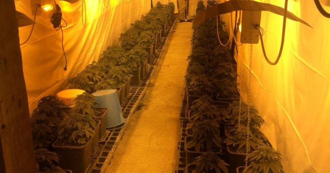 Serra di marijuana allo Zen 2 | Scatta il sequestro dei carabinieri