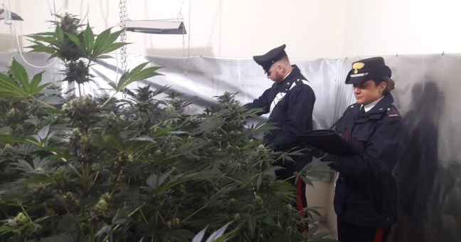Piantagione di droga in casa | Arrestato un 38enne a Mondello