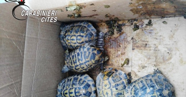 Commercio di animali protetti |Denunciato un uomo di 37 anni