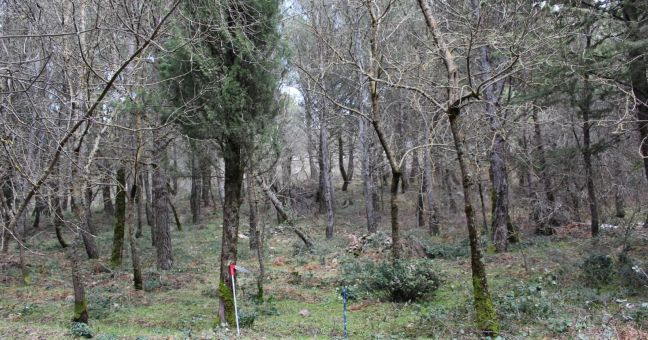 Biomasse dalle aree protette |Presentato il progetto ‘ForBioEnergy’