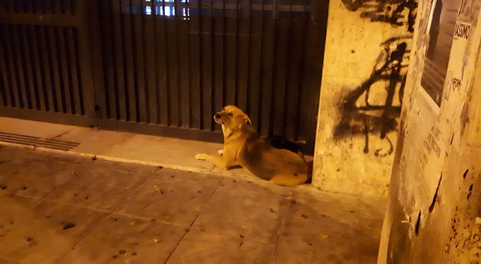 Il cane fedele che veglia | l'ombra del suo padrone