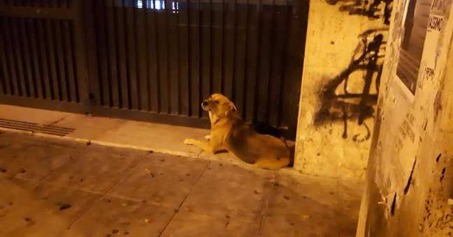 Il cane fedele che veglia | l’ombra del suo padrone