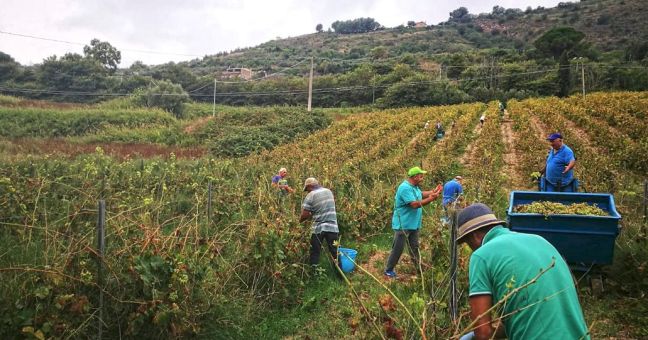 Vendemmia della legalità| Appuntamento a Salemi