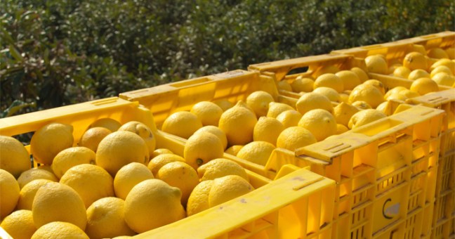 Sbloccati 50 milioni di fondi Ue |Risorse per gli agricoltori
