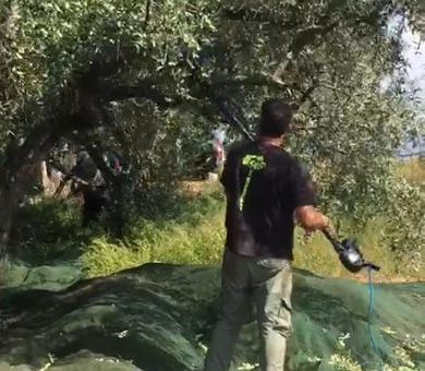 Sagra dell’olio a Trappeto |tra street food e cabaret