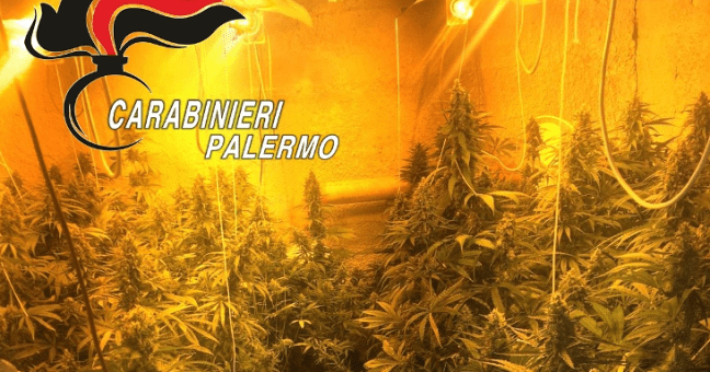 Avevano il reddito di cittadinanza | … e coltivavano marijuana in serra