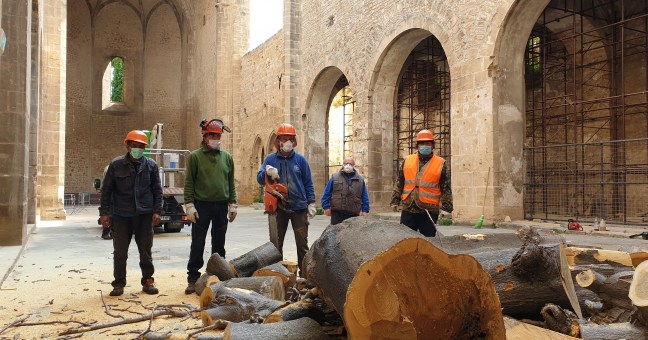 L’albero dentro lo Spasimo |Abbattuto per rischio crollo