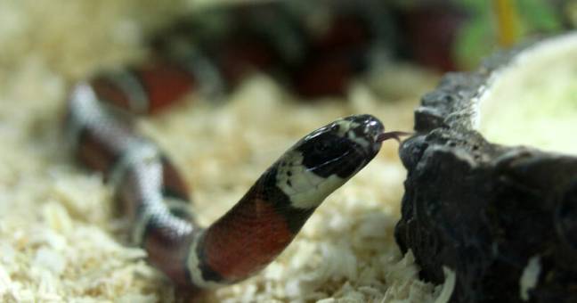 Serpente tra le ville di Cruillas | Parte la caccia all’animale