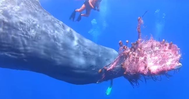 Intrappolato in rete di pesca illegale| Si tenta di liberare un capodoglio