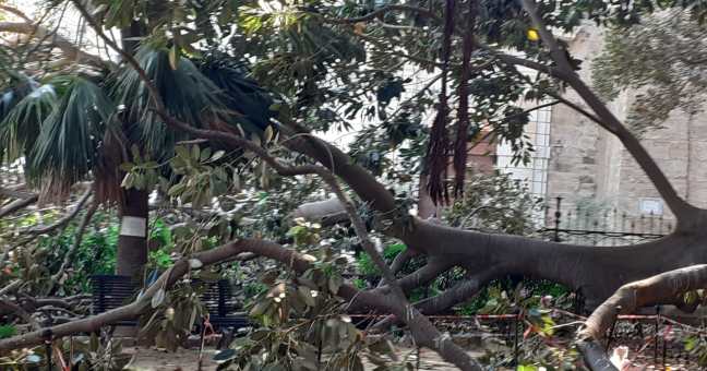 Crolla un ramo in piazza Marina|Per fortuna nessun ferito
