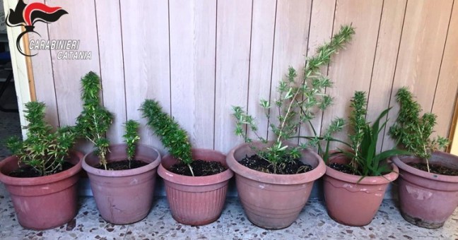 Piante di cannabis sul balcone|Denunciato un catanese 44enne