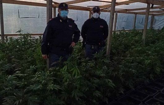 marijuana serra Vittoria