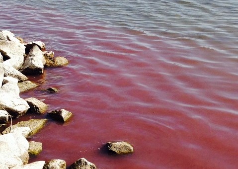 alga rossa