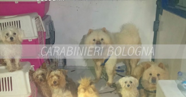 cani in furgone Bologna