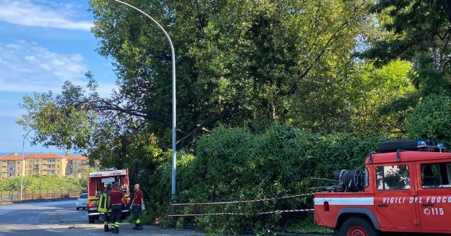 Crolla Albero Sulla Carreggiata L Allarme Di Barbagallo Lega