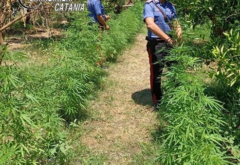 Piantagione di marijuana