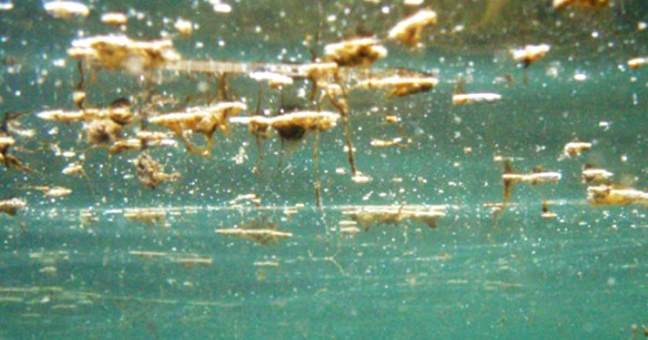 Alga tossica
