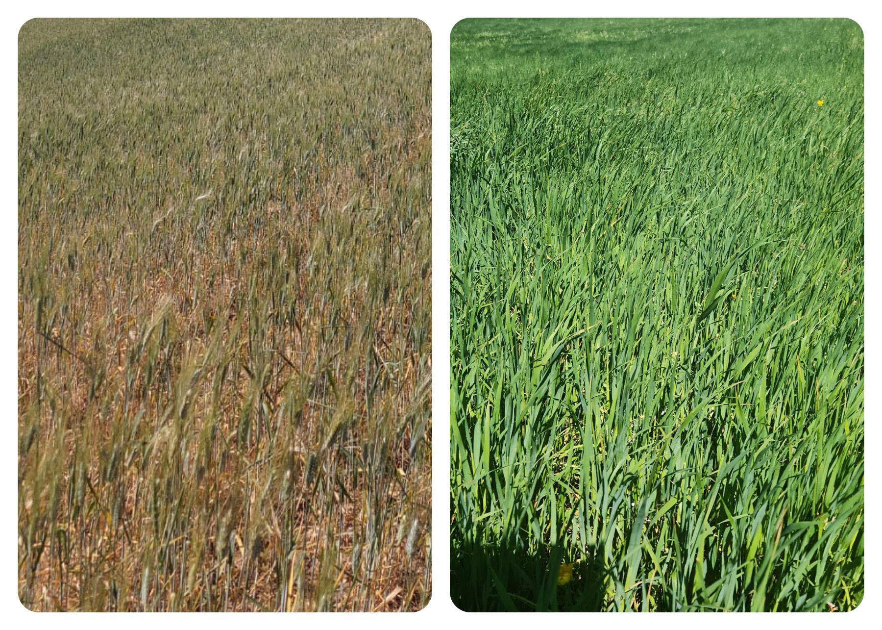 Sicilia, catastrofe siccità: “Il grano è nano, serve acqua per gli animali”