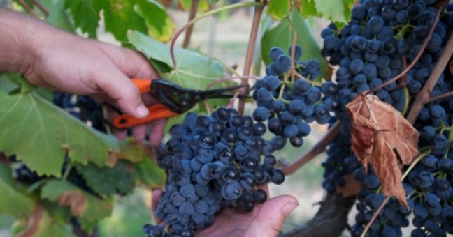 bando vino