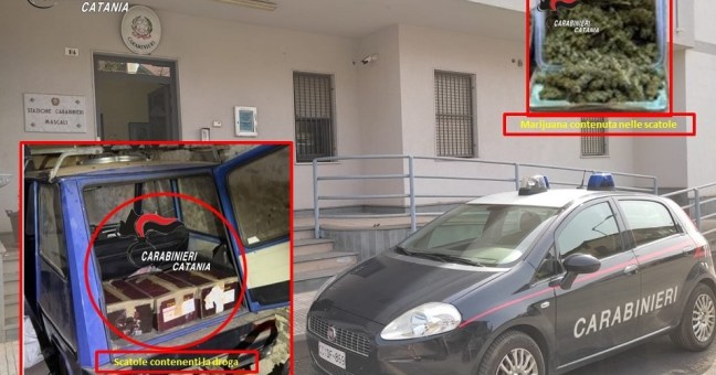 oltre tre chili di marijuana e tre piante di cannabis: arrestato