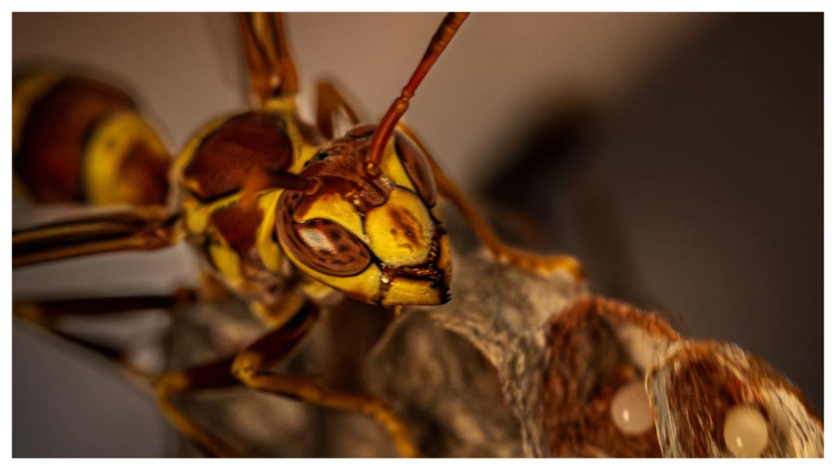 Punto da una vespa muore