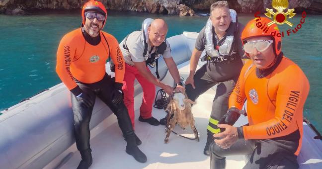 capretta salvata a Vulcano