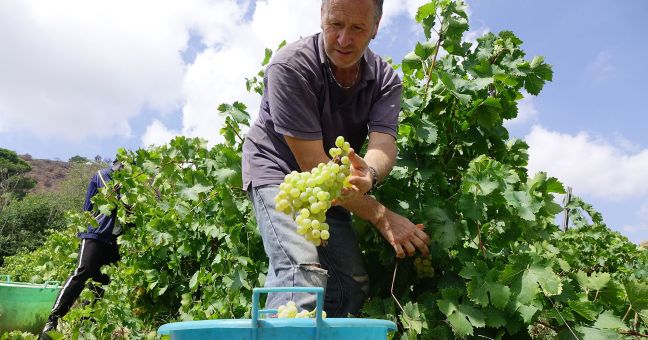sicilia bando vendemmia verde