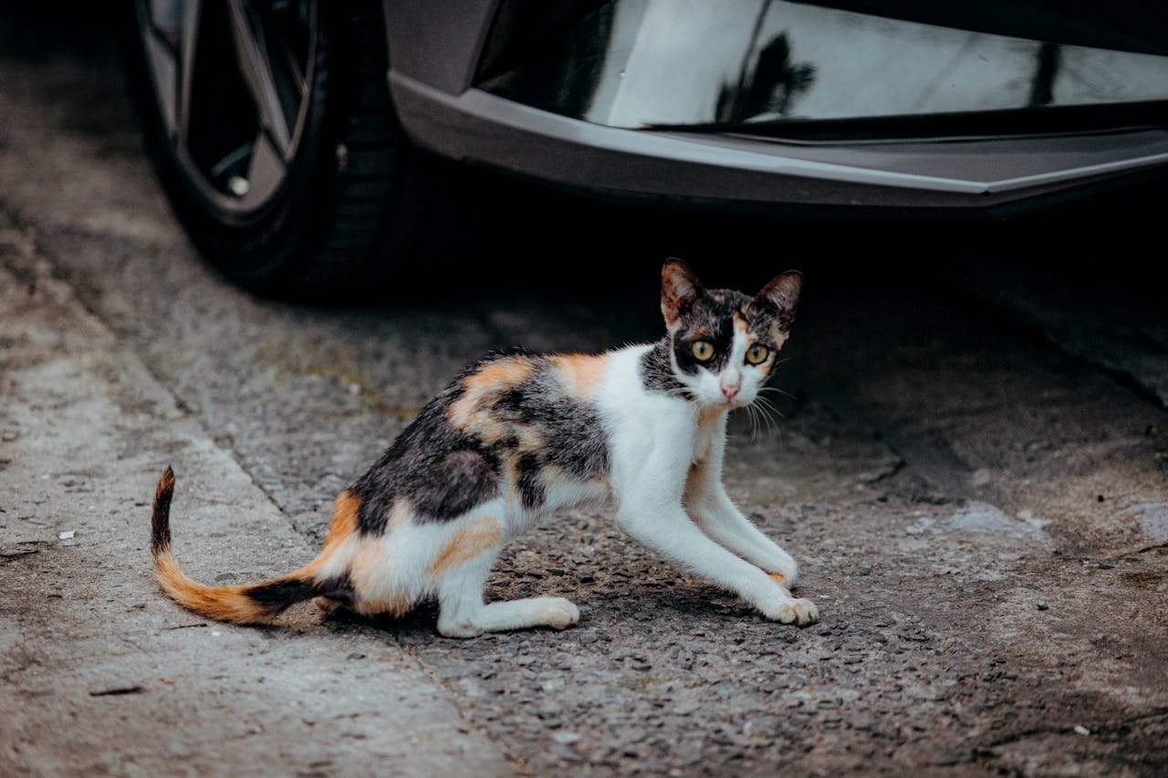 https://livesicilia.it/wp-content/uploads/2025/10/Gatto-Foto-free-Pexels.jpg
