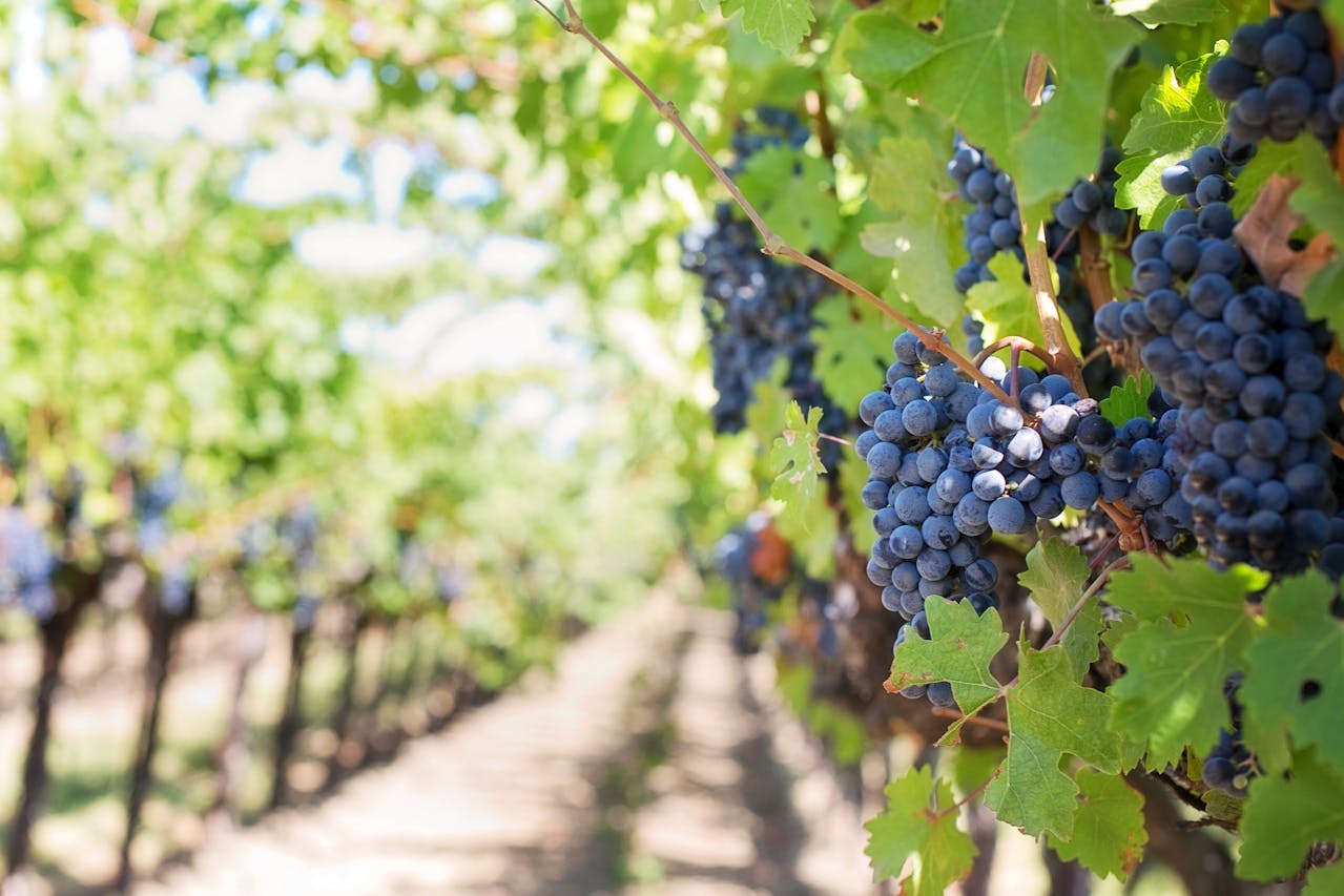 https://livesicilia.it/wp-content/uploads/2025/10/Uva-Foto-free-Pexels.jpg