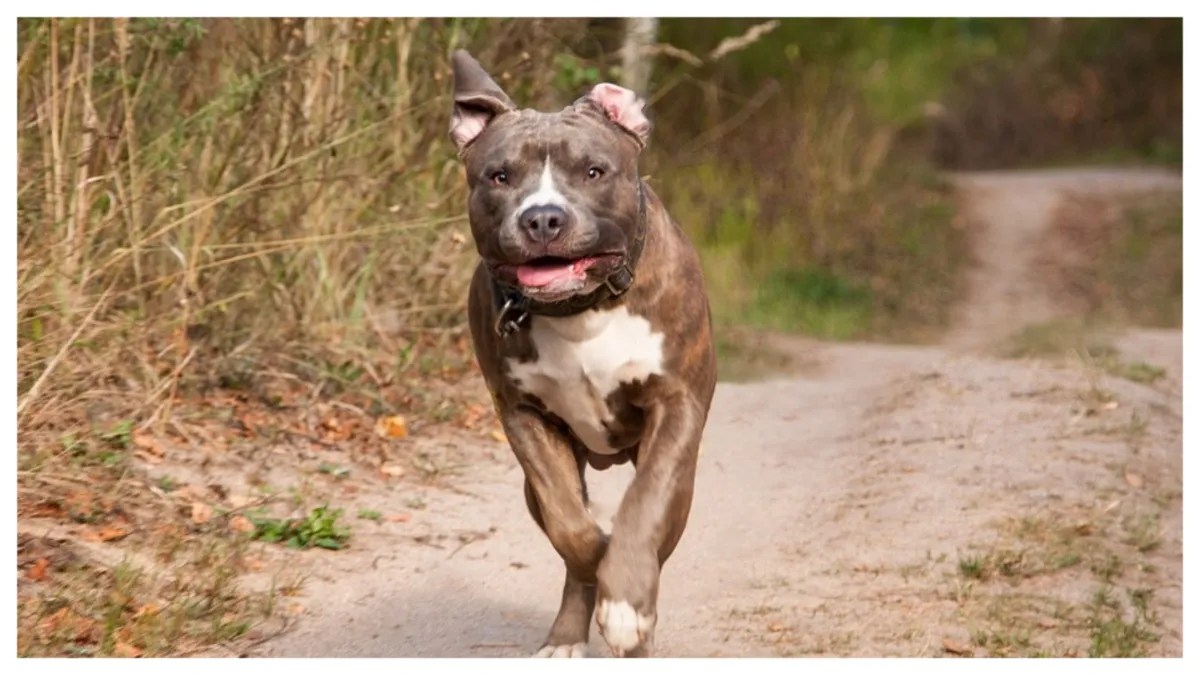 Pitbull sbranano nonno e nipotina