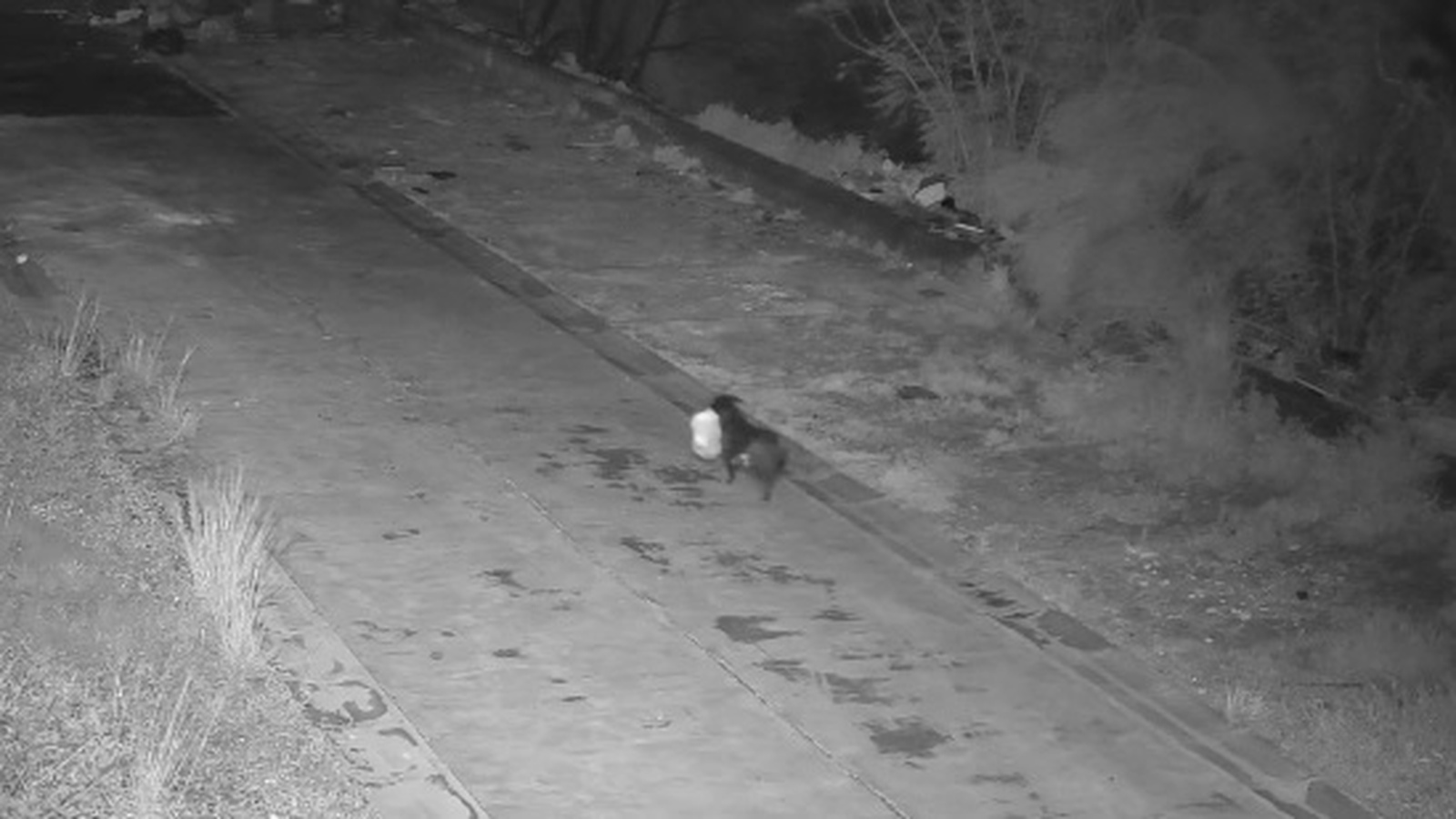 Cane addestrato rifiuti Catania