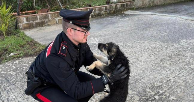 prezzi cucciolo abbandonato
