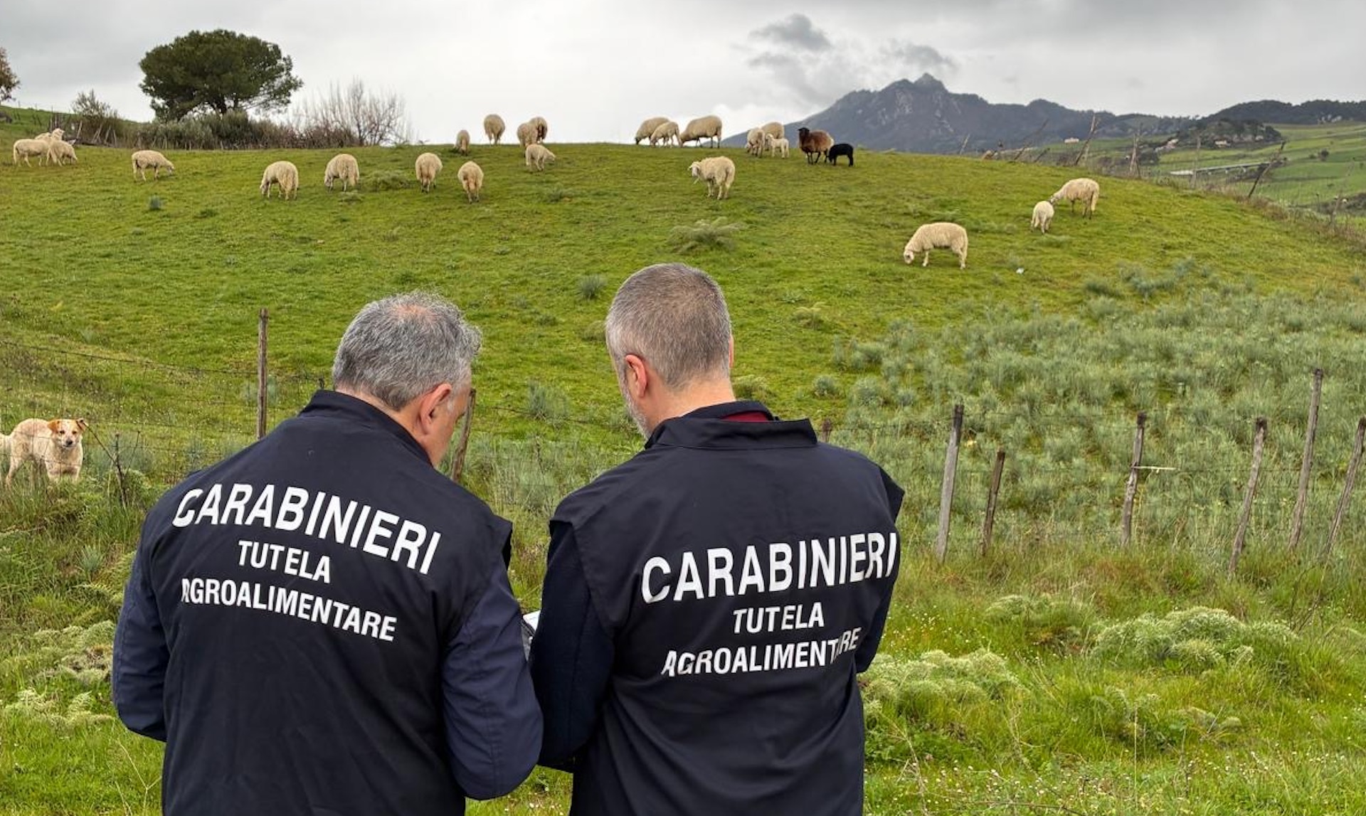 Sequestro beni per truffe AGEA (Rep. Tut. Agroalimentare Messina) - foto 1