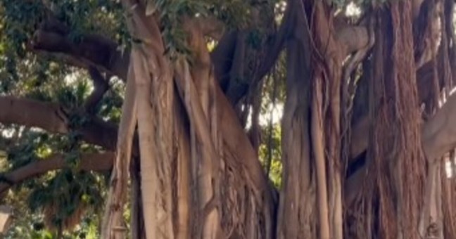 ficus piazza marina