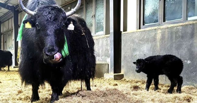 In Cina la prima clonazione di gruppo di 10 yak