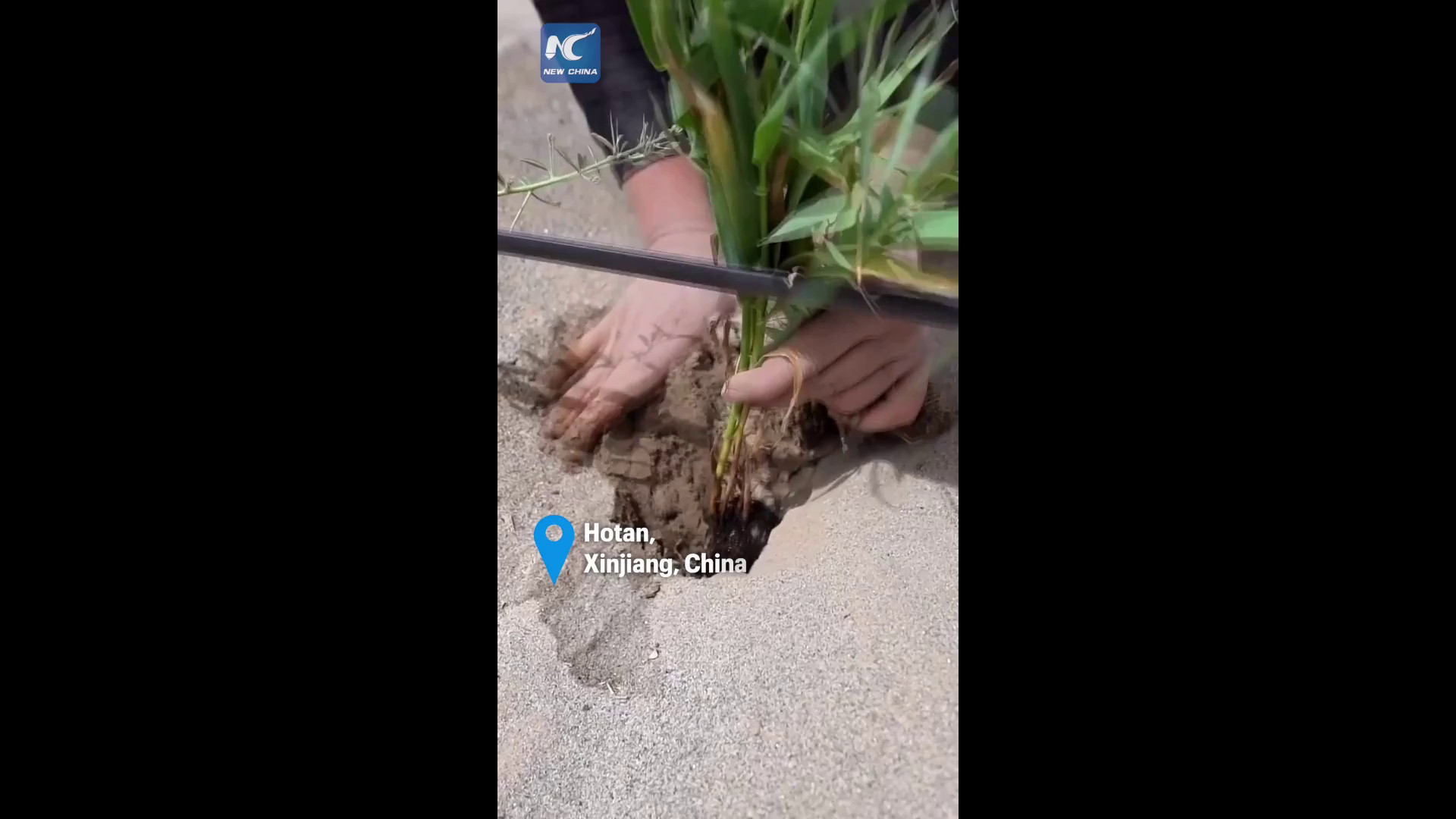 Dallo spazio al deserto cinese, così sta cambiando l’agricoltura