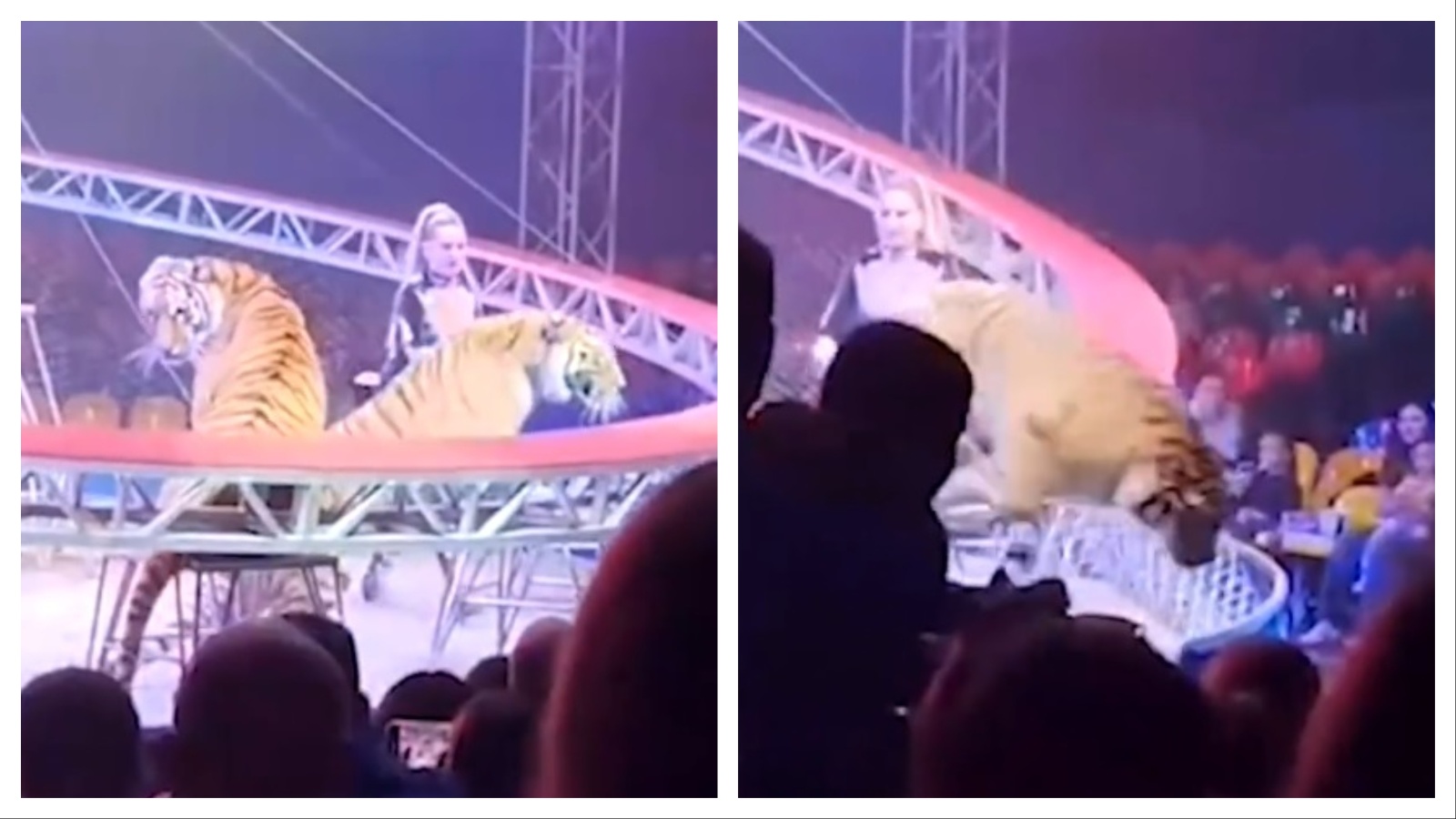 Caos al circo, tigre esce dal recinto e raggiunge gli spettatori – VIDEO
