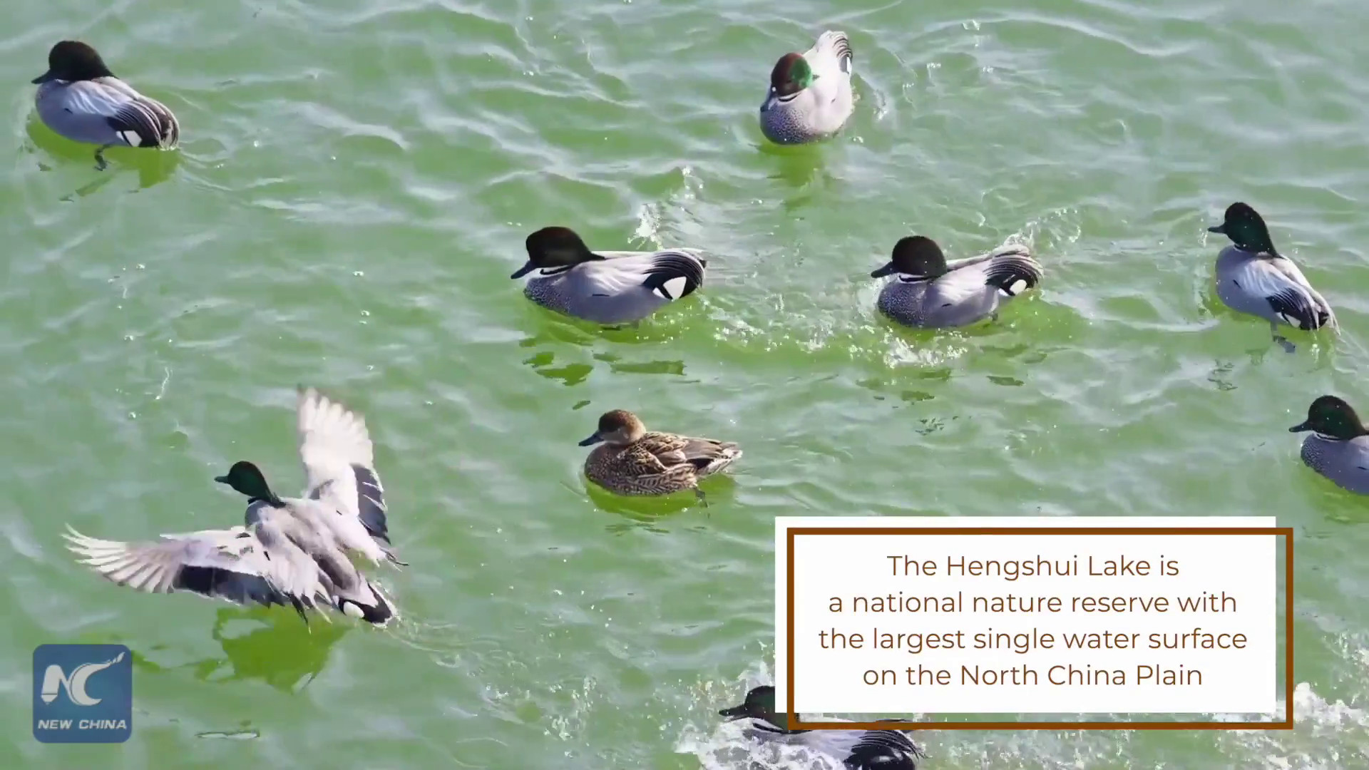 Cina, sul lago Hengshui decine di migliaia di uccelli migratori