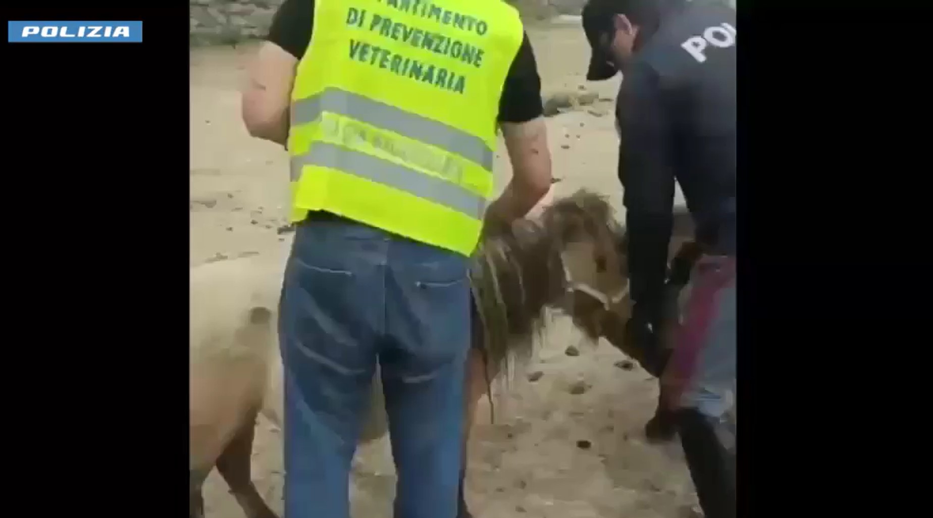 Fattoria abusiva con animali non tracciati, sanzioni per 30mila euro