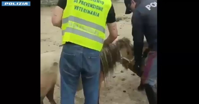 Fattoria abusiva nel Catanese