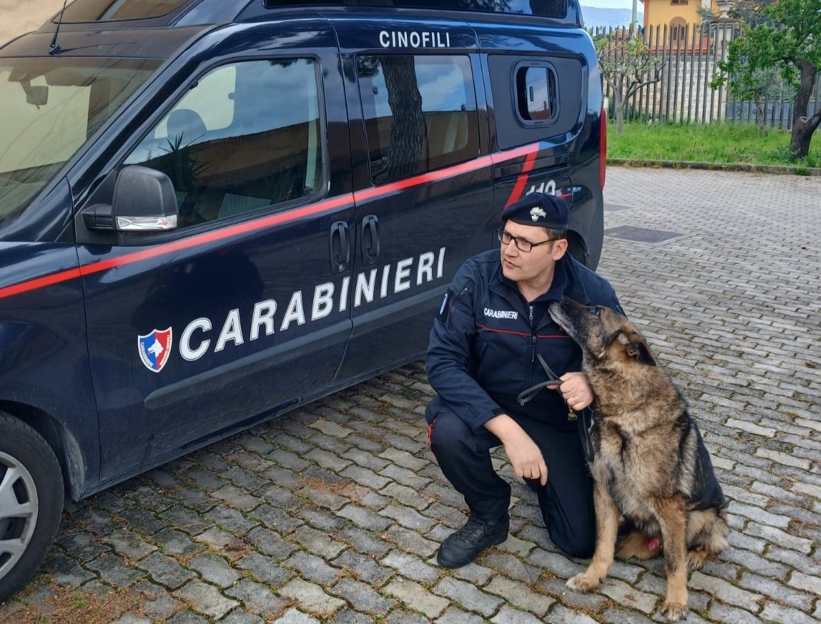 https://livesicilia.it/wp-content/uploads/2026/05/cane-carabiniere-Ron.jpg