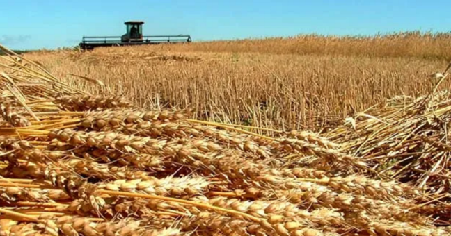 grano antimafia