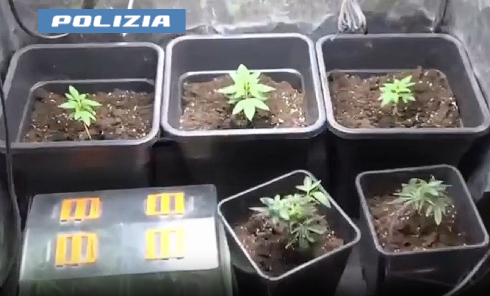 marijuana indoor