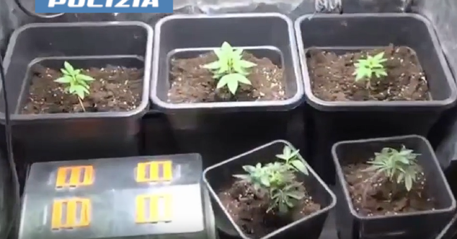 marijuana indoor