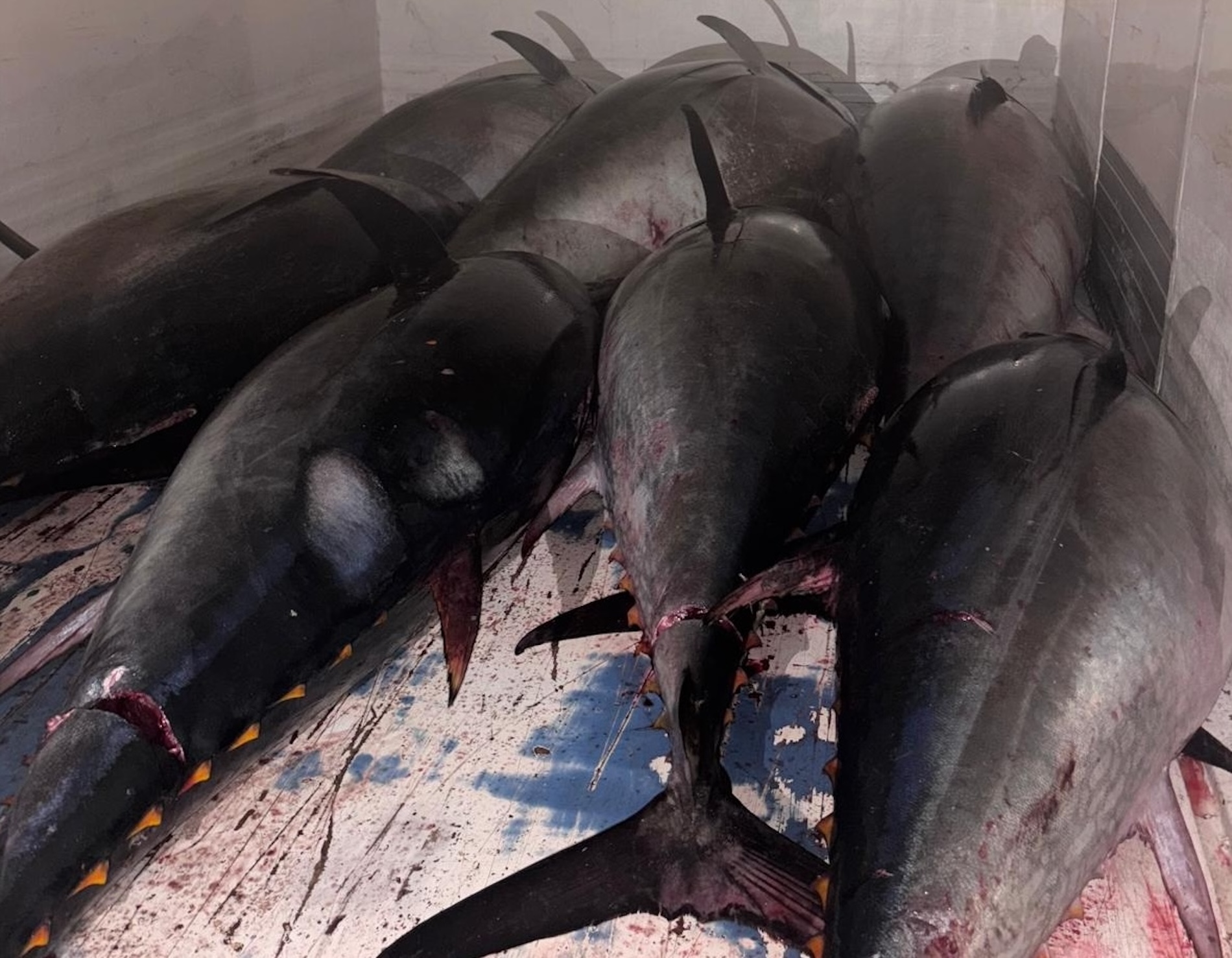 Tonno rosso senza tracciabilità, scattano sequestri e multate