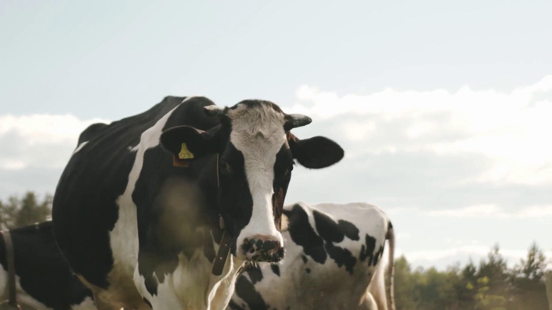 Più fondi per latte bovino e benessere animale