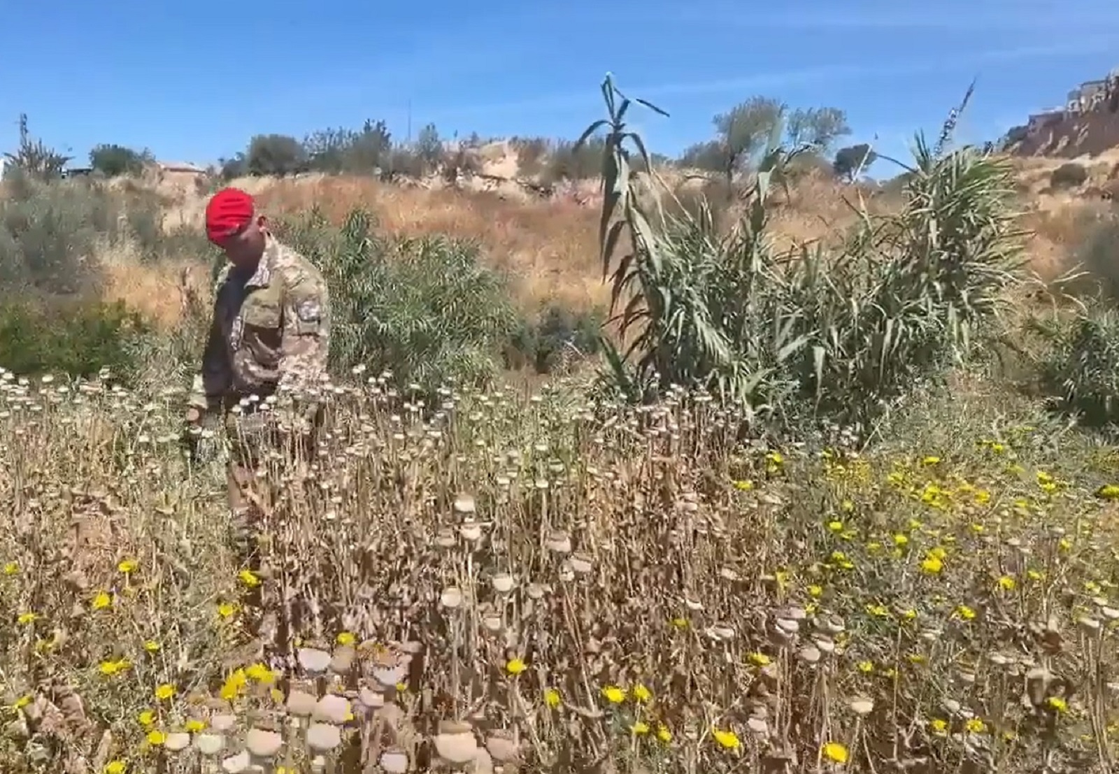 Piantagione di papavero da oppio scoperta a Niscem