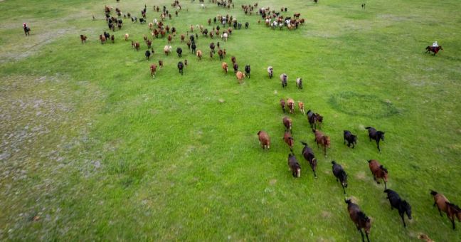 La Cina punta sulle sue praterie per migliorare l’ecosistema nazionale