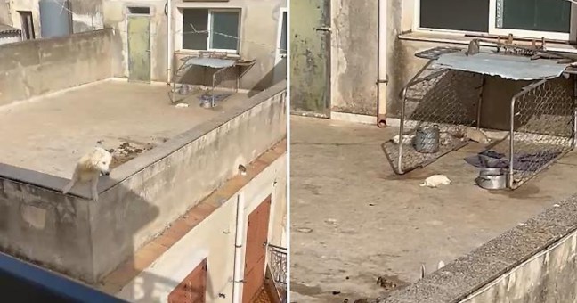cani morti per il caldo