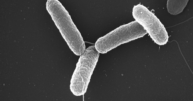 rischio salmonella